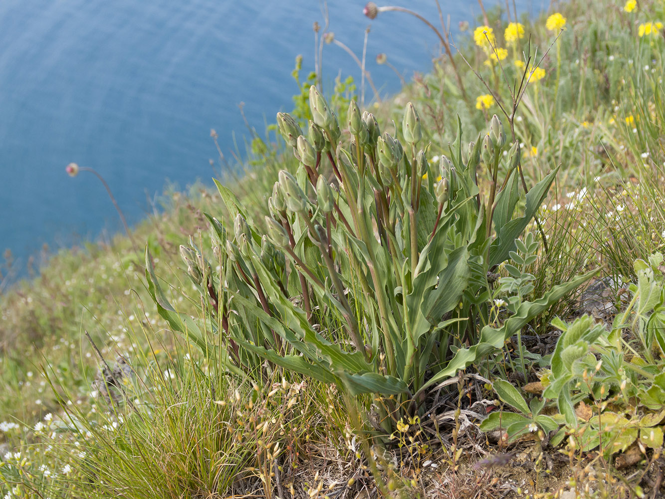 Image of Scorzonera crispa specimen.