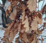 Quercus robur форма fastigiata. Неопавшие листья прошлого года. Москва, ВДНХ, в культуре. 05.01.2022.