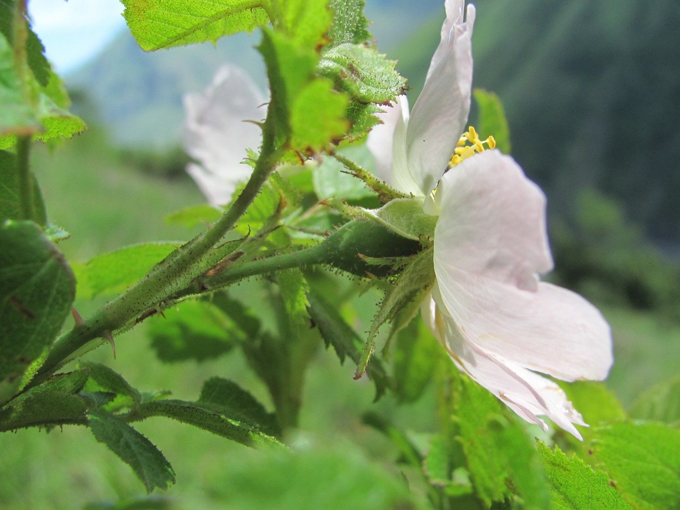 Image of Rosa galushkoi specimen.