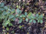 Berberis thunbergii