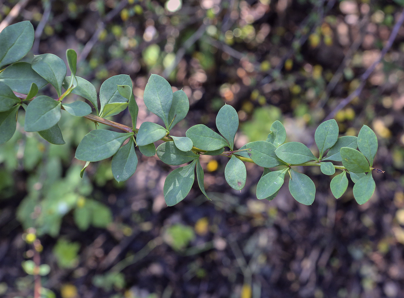 Изображение особи Berberis thunbergii.