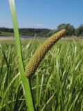 Acorus calamus