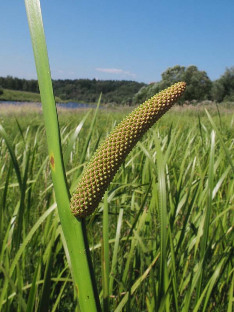 Image of Acorus calamus specimen.