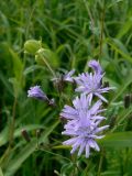 Lactuca sibirica. Цветущие и развивающиеся соцветия. Еврейская АО, Смидовичский р-н, ст. Урми. 11.07.2015.