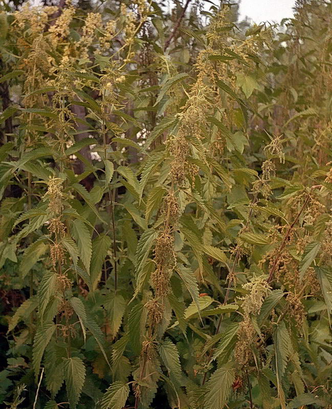 Image of Urtica dioica specimen.