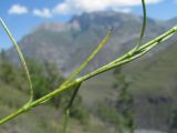 Silene linearifolia. Часть побега, поражённого ржавчинным грибом. Северная Осетия, гор. округ Владикавказ, окр. с. Ниж. Ларс, ок. 1300 м н.у.м., сухой склон. 01.08.2021.