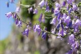 genus Campanula. Часть соцветия. Абхазия, окр. г. Новый Афон, вершина Иверской горы, подпорная крепостная стена. 12.05.2021.