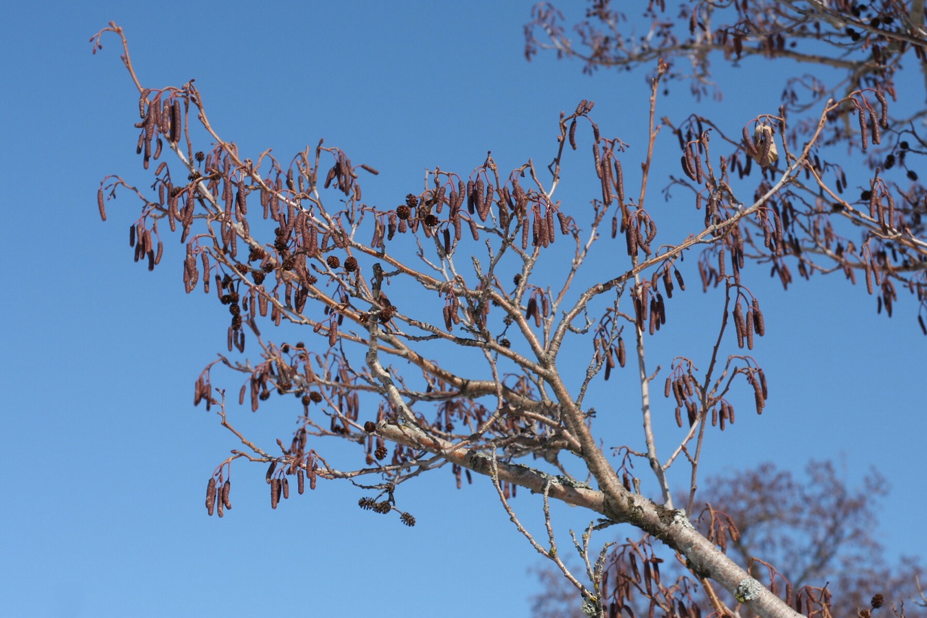 Image of Alnus glutinosa specimen.