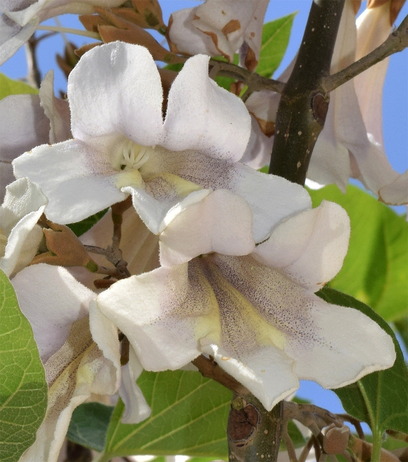 Image of Paulownia tomentosa specimen.