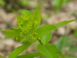 Euphorbia squamosa. Верхушка побега с соцветием. Краснодарский край, Крымский р-н, окр. станицы Неберджаевская, ур. Глубокий Яр, буково-дубово-грабовый лес, у ручья. 24.04.2022.