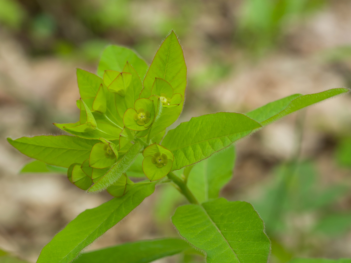 Изображение особи Euphorbia squamosa.