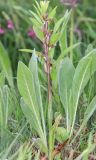 Anacamptis collina подвид fedtschenkoi. Плодоносящее растение (вокруг - листья растений другого вида). Дагестан, Дербентский р-н, 3 км ЮЗ с. Геджух, луговая степь, среди кустарников. 6 мая 2022 г.