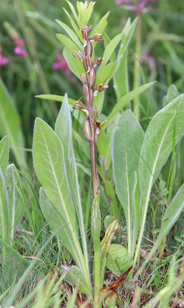 Image of Anacamptis collina ssp. fedtschenkoi specimen.