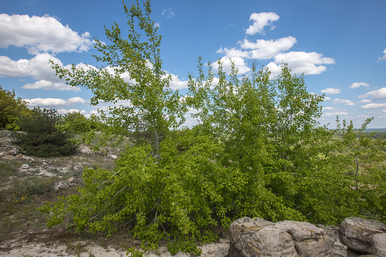 Image of Populus tremula specimen.