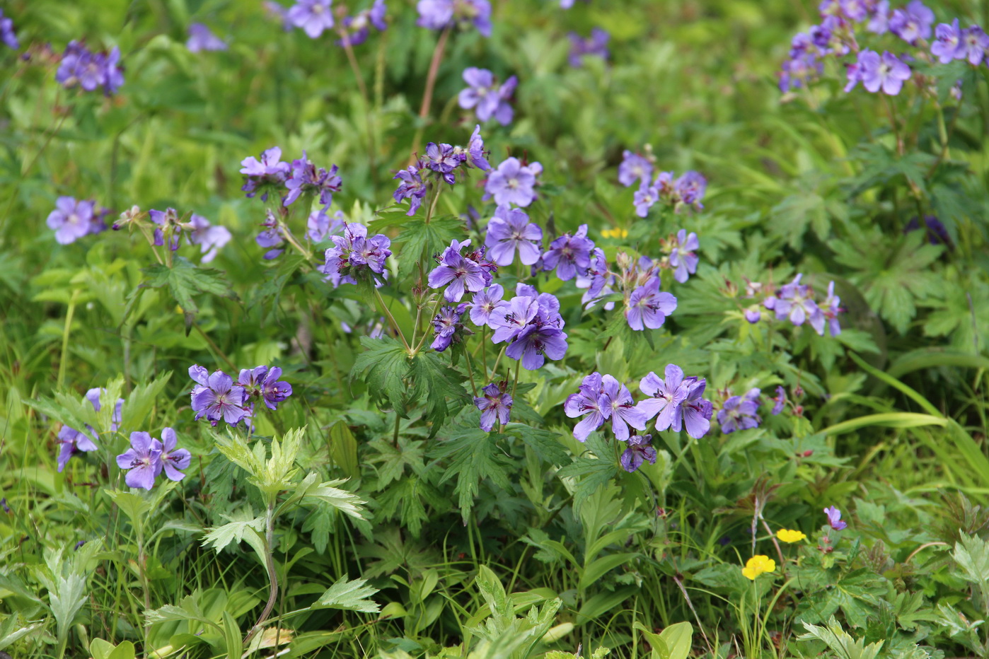 Изображение особи Geranium erianthum.