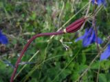 Aquilegia sibirica. Созревающий плод. Красноярский край, Новоселовский р-н, окр. спортивно-оздоровительного лагеря \"Политехник\" Сибирского федерального университета, берег Убейского залива Красноярского водохранилища, вершина сопки, разнотравный луг. 05.06.2022.