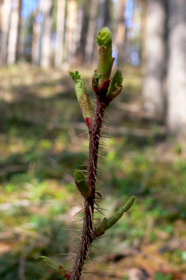 Image of Rosa acicularis specimen.