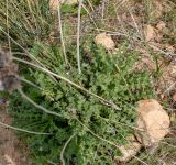 Carlina libanotica