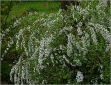 Spiraea &times; cinerea