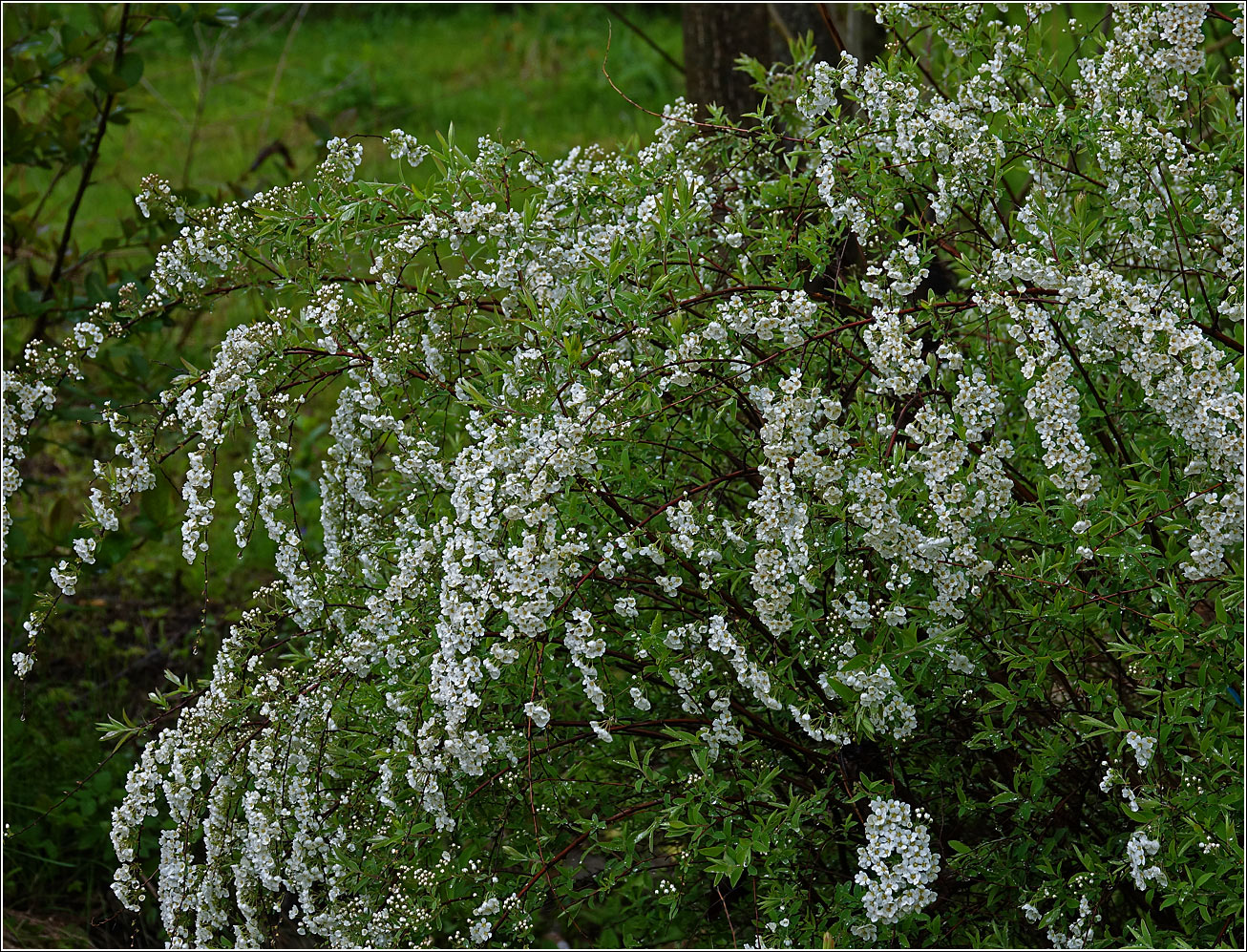 Image of Spiraea × cinerea specimen.