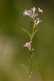 Asperula graveolens. Верхушка цветущего растения. Ростовская обл., Шолоховский р-н, окр. станицы Вёшенская, пески. 12.06.2022.