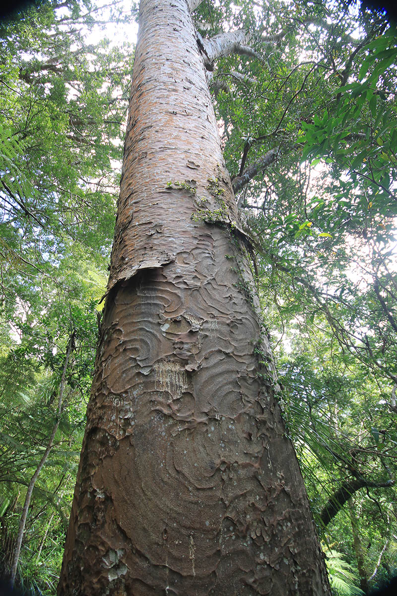 Image of Agathis australis specimen.