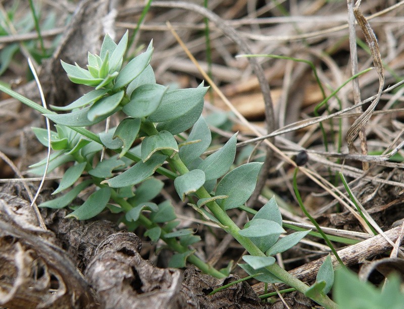 Image of Linaria genistifolia specimen.