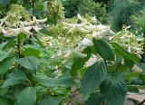 genus Hydrangea