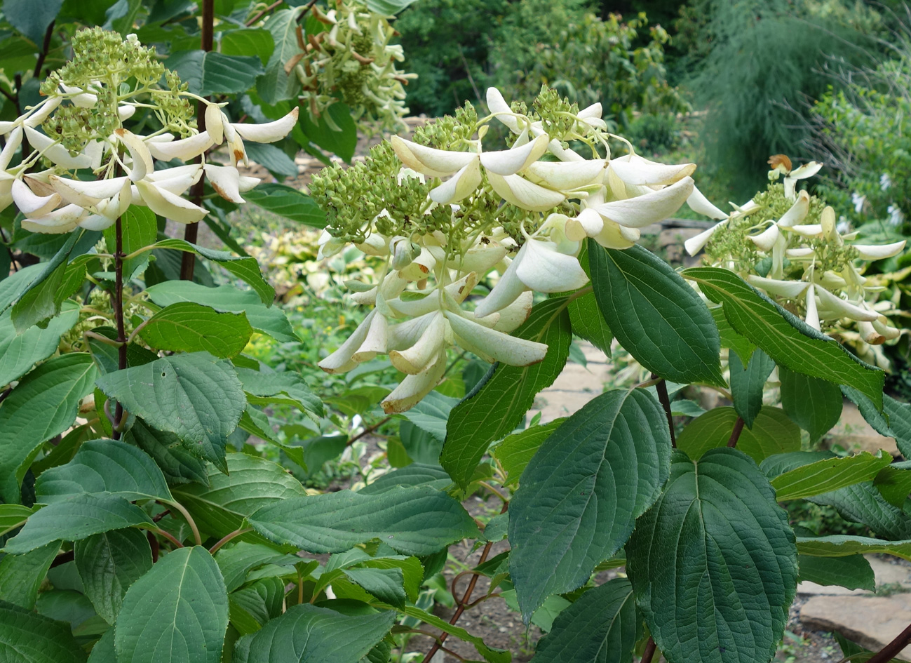 Изображение особи род Hydrangea.