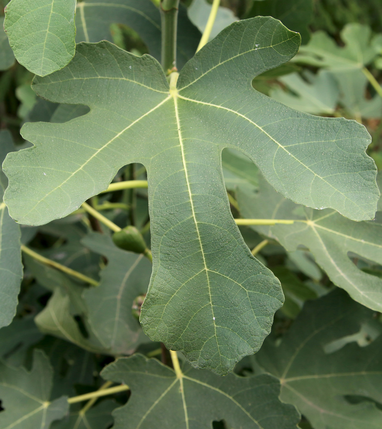 Image of Ficus carica specimen.