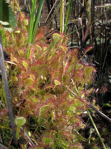 Изображение особи Drosera rotundifolia.