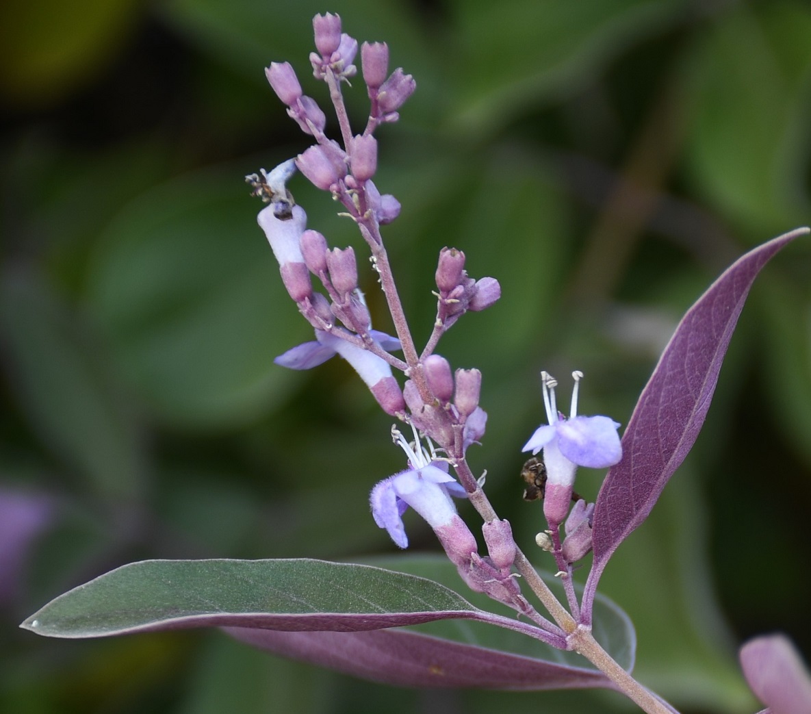 Image of Vitex trifolia var. purpurea specimen.