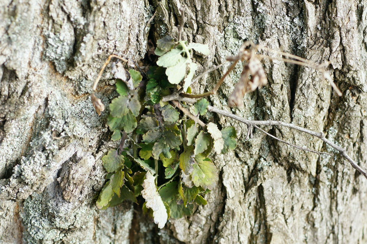 Image of Chelidonium majus specimen.