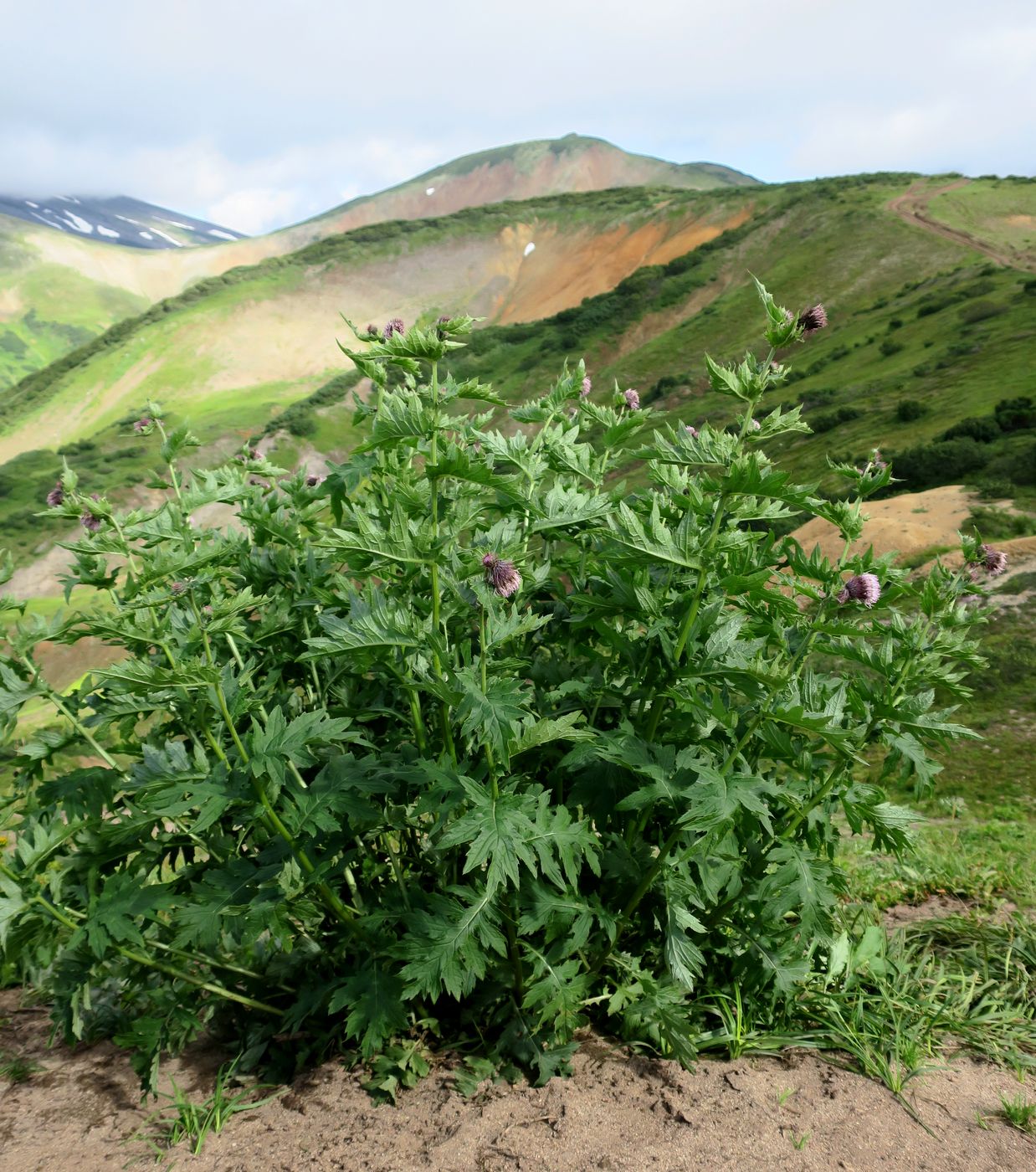 Image of Cirsium kamtschaticum specimen.