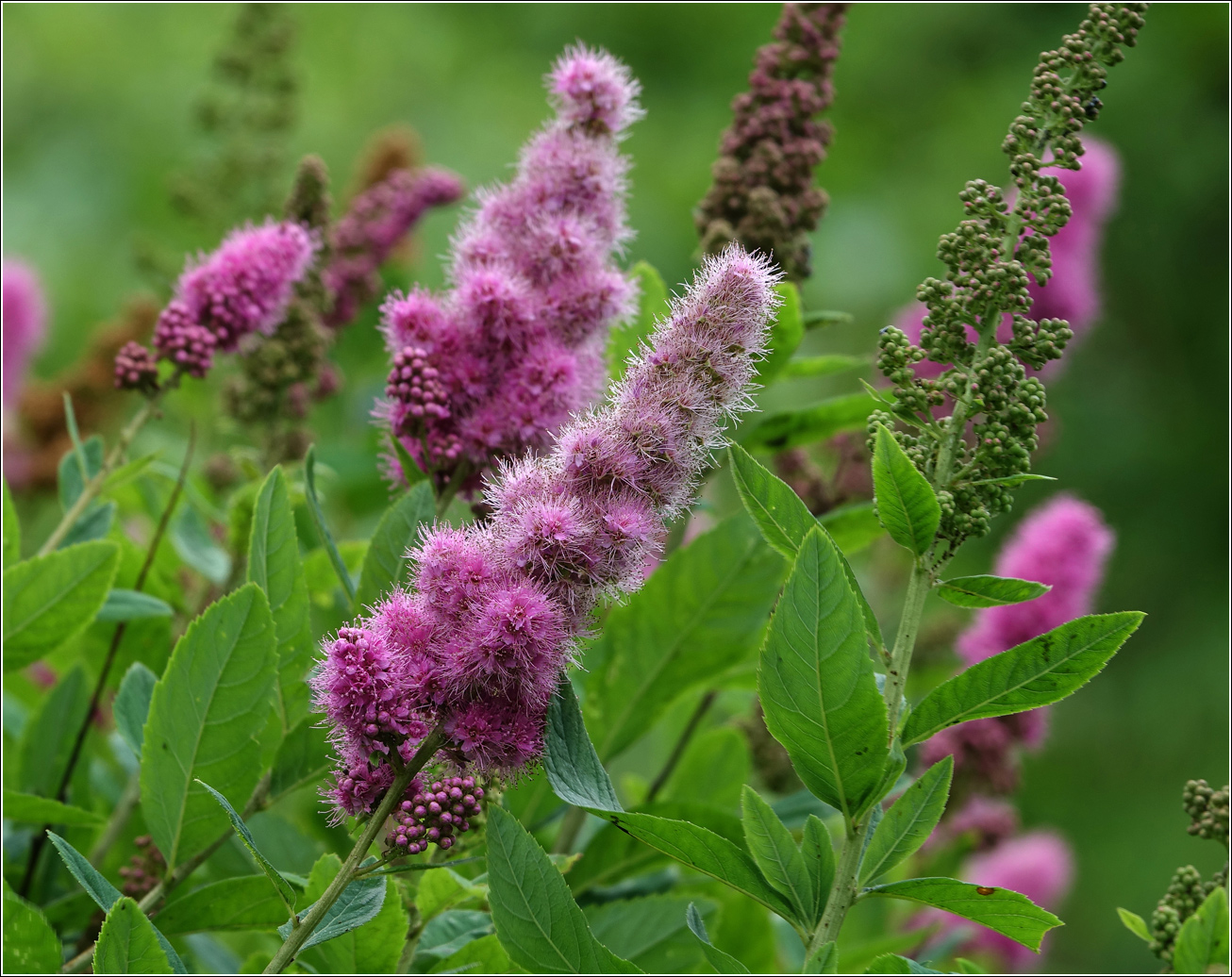 Image of Spiraea &times; billardii specimen.
