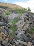 Scandix stellata
