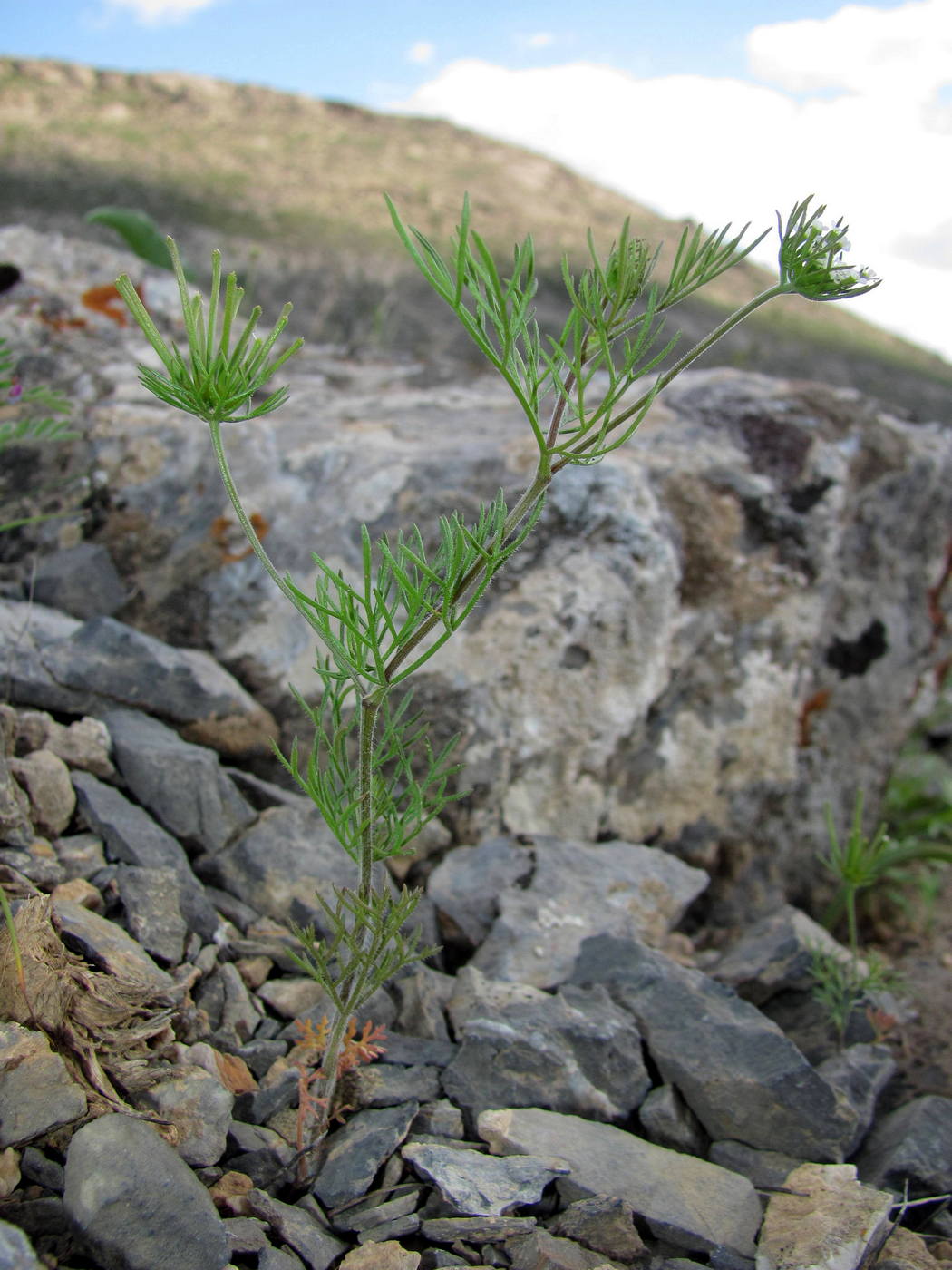 Image of Scandix stellata specimen.