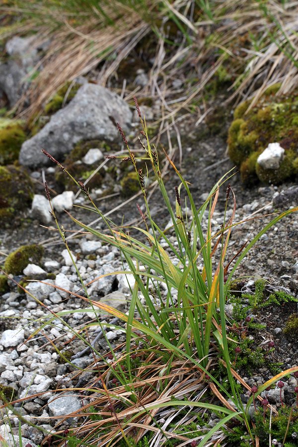 Изображение особи Carex bigelowii.