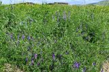 Vicia villosa