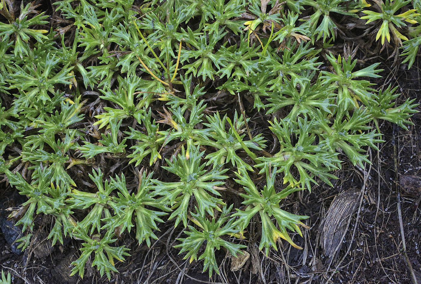 Изображение особи Azorella trifurcata.