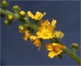 Agrimonia eupatoria подвид grandis. Часть соцветия с цветками и бутонами. Воронежская обл., Павловский р-н, окр. села Петровка, Шипов лес. 17.06.2011.