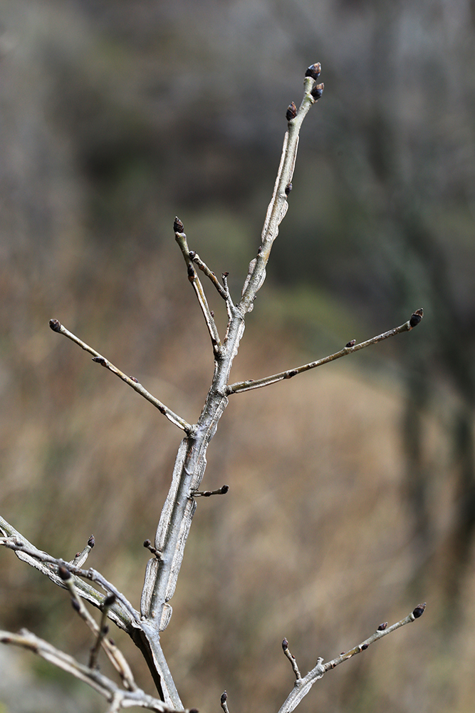 Image of Ulmus macrocarpa specimen.