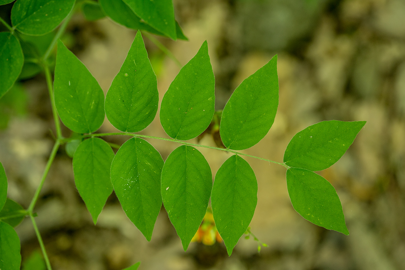 Изображение особи Vicia crocea.