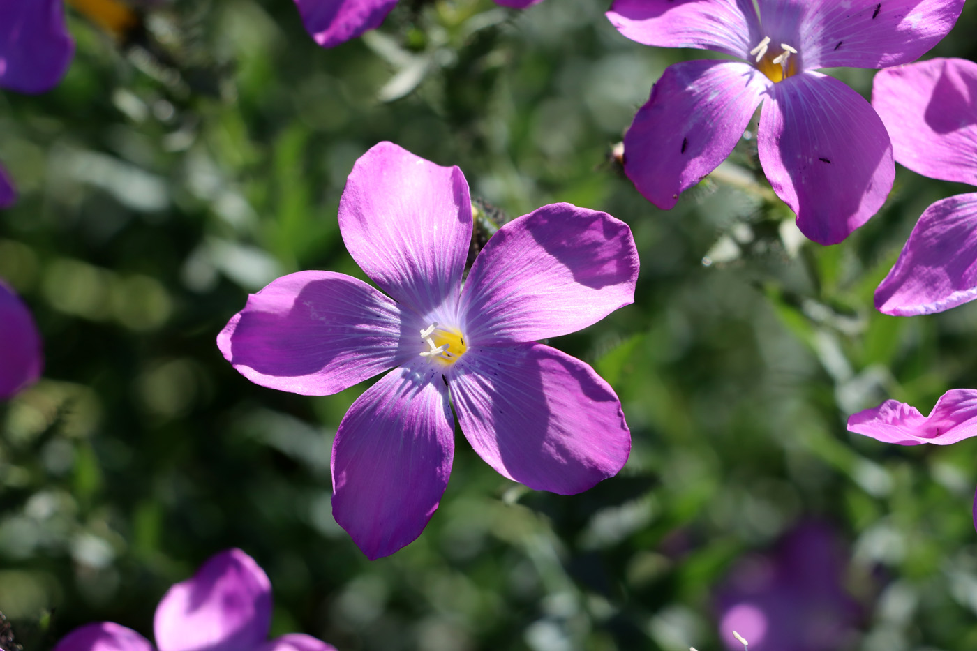 Image of Linum olgae specimen.