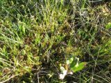 Carex pauciflora