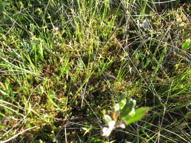 Image of Carex pauciflora specimen.