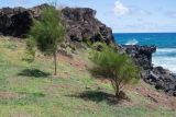 Casuarina equisetifolia