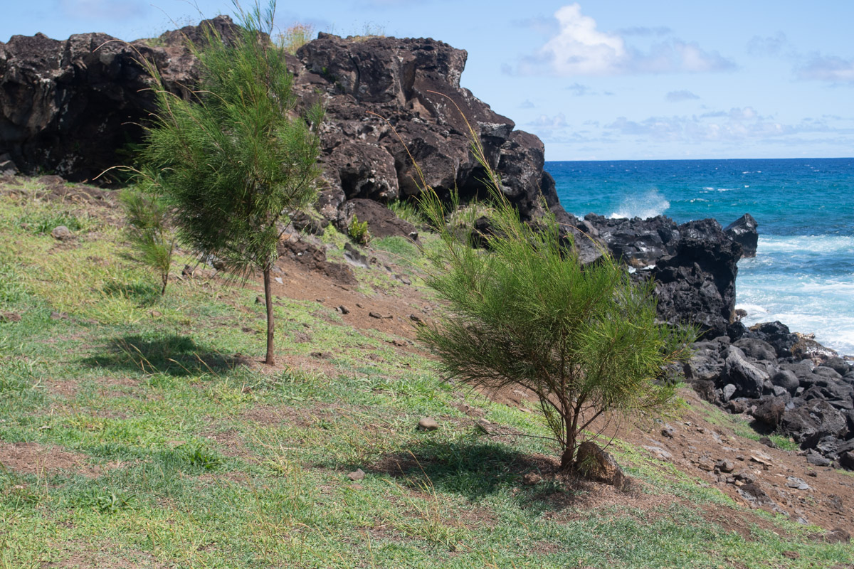 Изображение особи Casuarina equisetifolia.