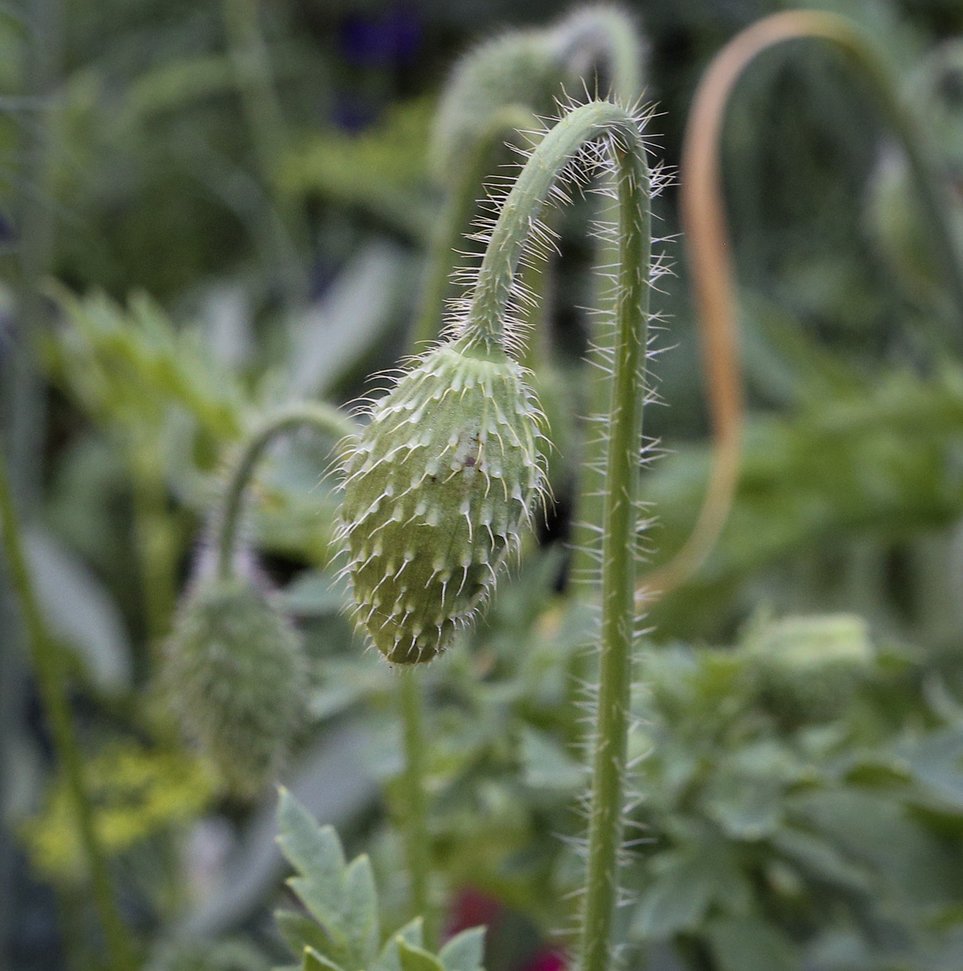 Изображение особи род Papaver.