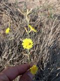 семейство Asteraceae